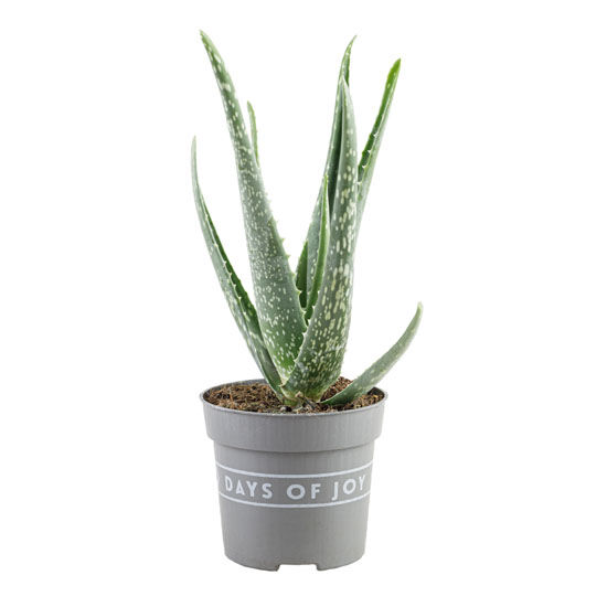 Aloe vera, lončanica 10,5cm, visina 35cm