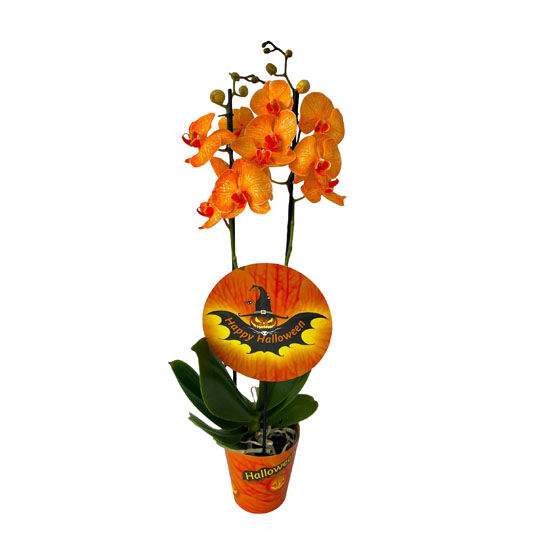 Orhideja Halloween lončanica 12 cm , visina 60 cm