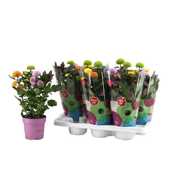 Krizantema Flowerpops Zembla Mix, lončanica 13cm, visina 40cm
